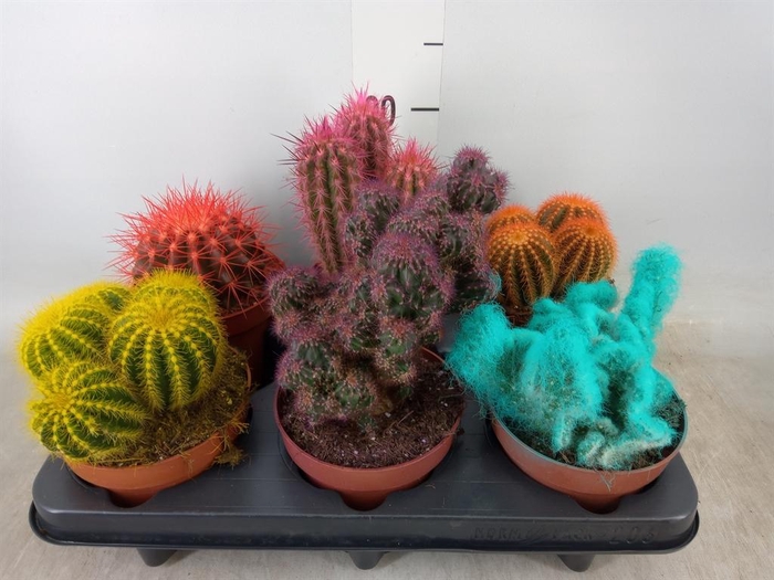 <h4>Cactus   ...</h4>