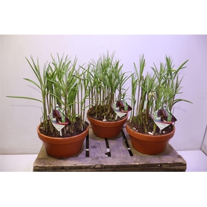 Frit Meleagris In Terra Cotta Pot