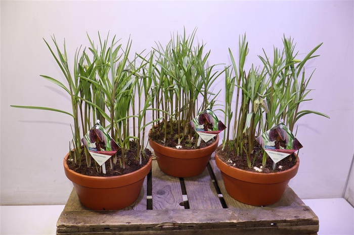 <h4>Frit Meleagris In Terra Cotta Pot</h4>