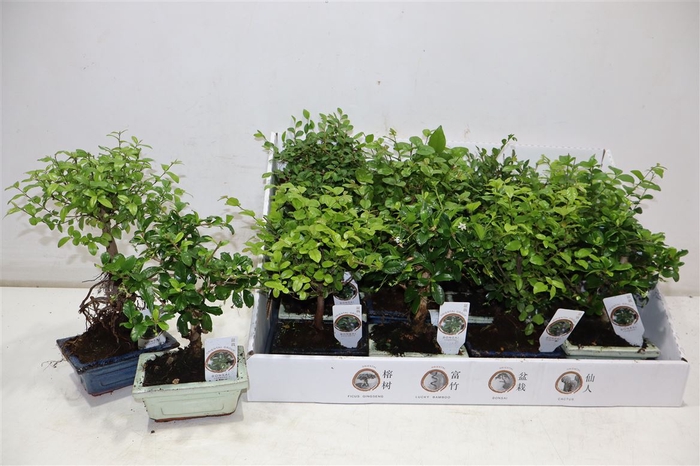 <h4>Bonsai Gem</h4>