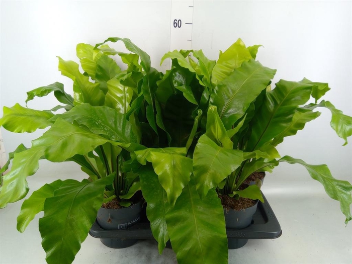<h4>Asplenium nidus</h4>