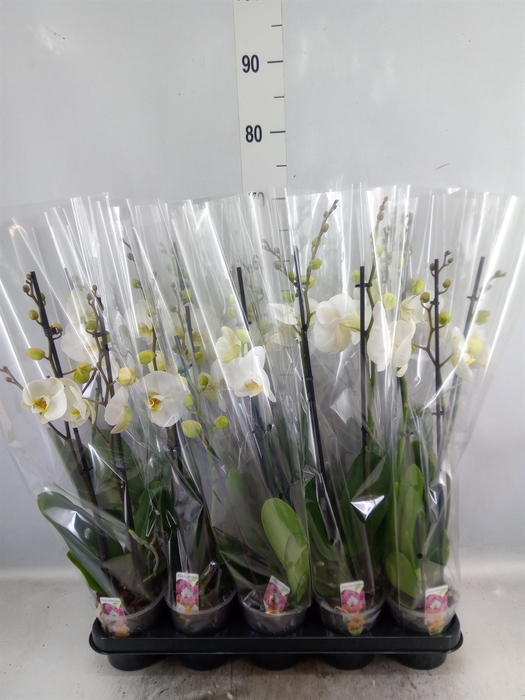 <h4>Phalaenopsis   ...white</h4>