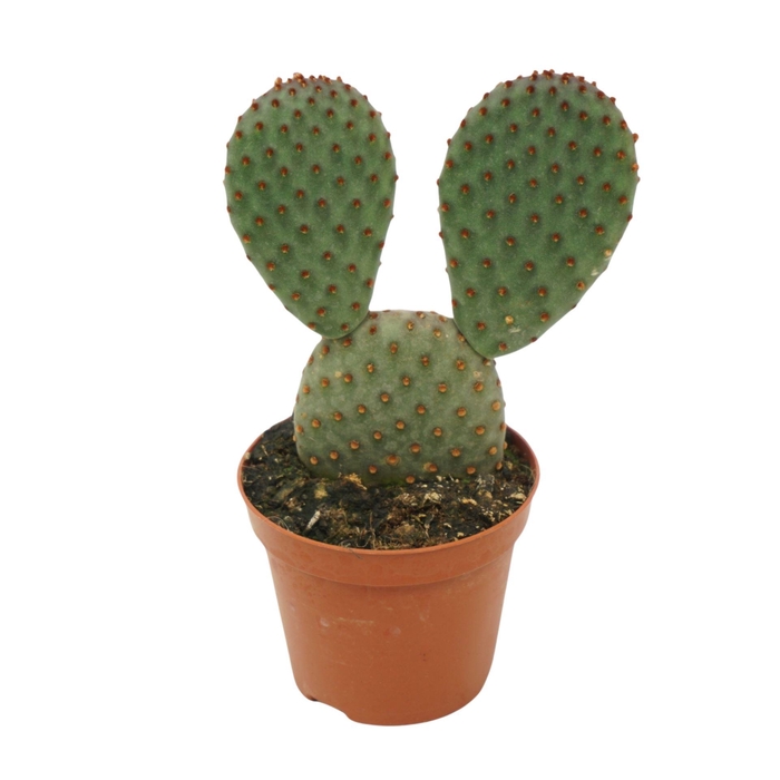 <h4>Opuntia microdasys</h4>