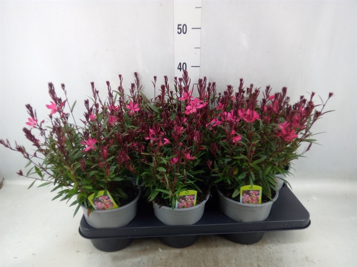 <h4>Gaura lindheimeri 'Belleza Dk Pink'</h4>