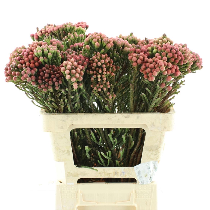 <h4>Brunia Natural Red</h4>