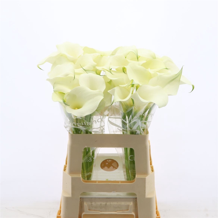 <h4>Calla Ventura | XXL</h4>
