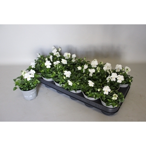 Viola cornuta F1 White