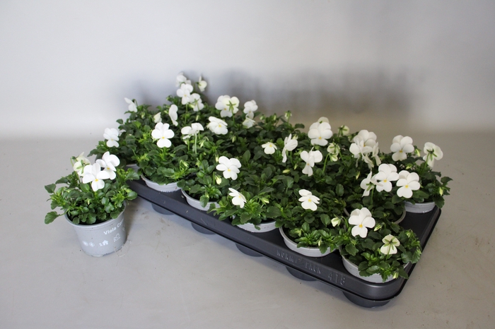 <h4>Viola cornuta F1 White</h4>