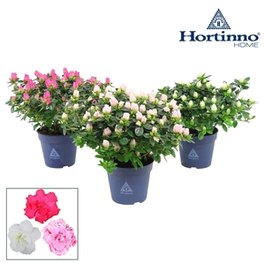 Hortinno® Home 'Classic Collection' 25 - 27 cm