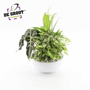 Arrangement Spathiphyllum in schaal
