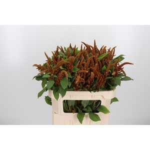 Amaranthus Hot Biscuit
