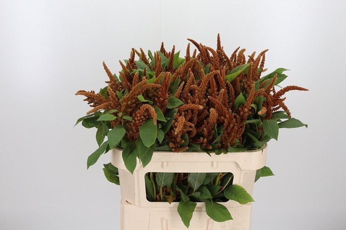 <h4>Amaranthus Hot Biscuit</h4>