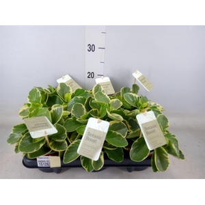 Peperomia obt. 'Variegata'