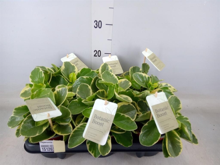 <h4>Peperomia obt. 'Variegata'</h4>