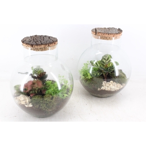 arr3 WR - Terrarium Venus XL