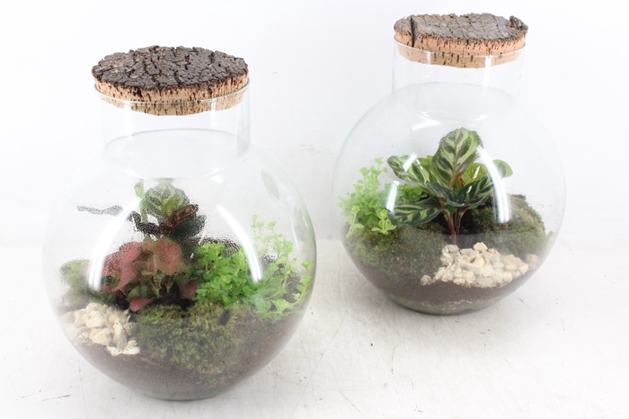 <h4>arr3 WR - Terrarium Venus XL</h4>