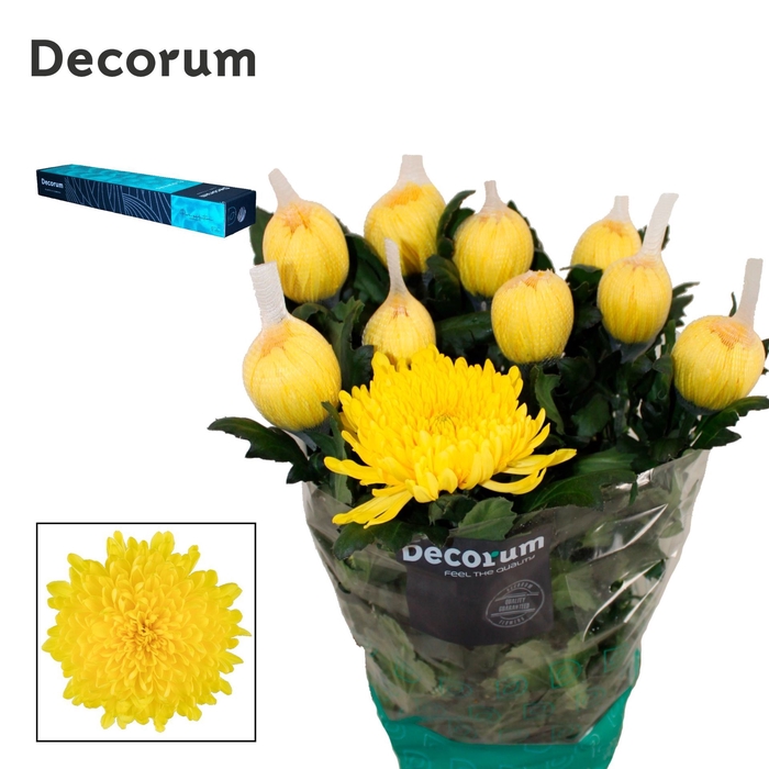 <h4>Chrysanthemum PL 'Pjotr'</h4>