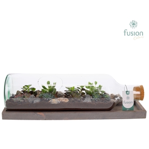 Green Bottle Fles Large liggend met Succulenten