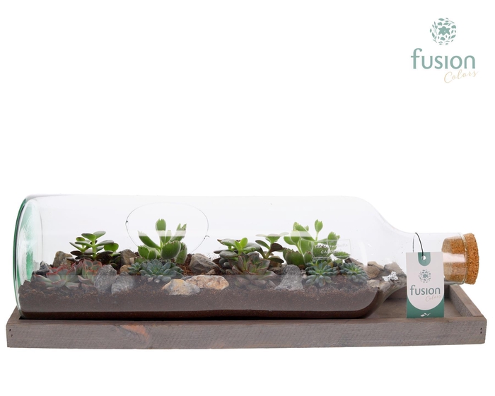 <h4>Green Bottle Fles Large liggend met Succulenten</h4>
