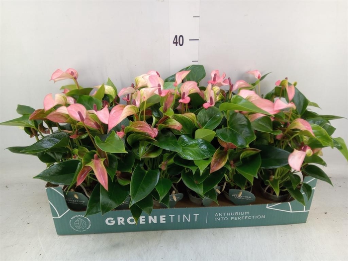 <h4>Anthurium 'Matata'</h4>