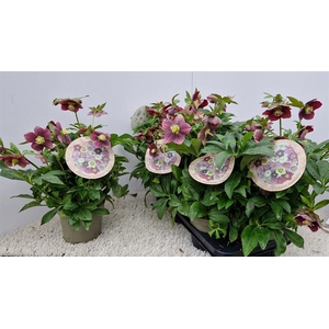 Helleborus orientalis Bijoux 15Ø 35cm 12fl