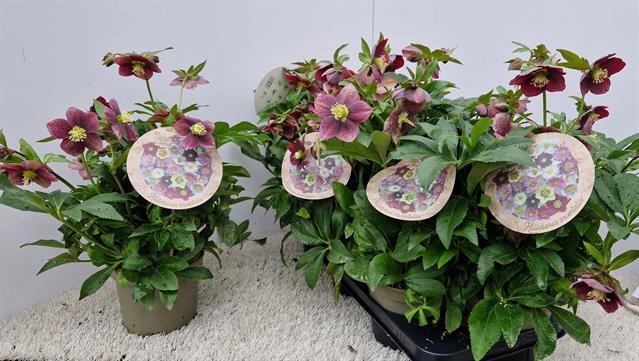 Helleborus orientalis Bijoux 15Ø 35cm 12fl