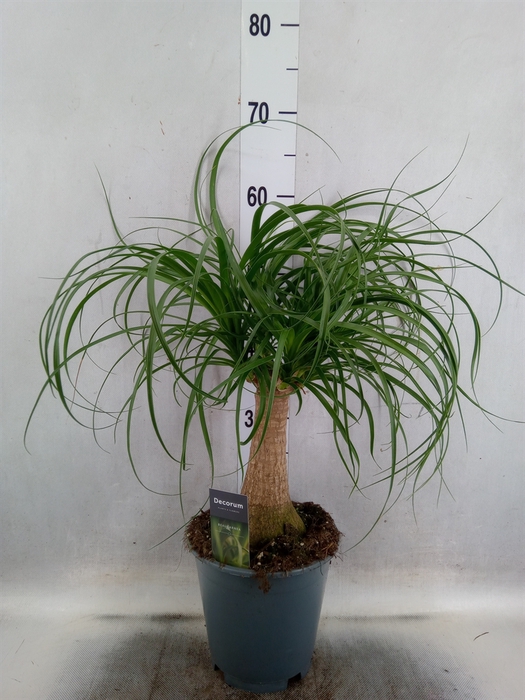 <h4>Beaucarnea recurvata</h4>