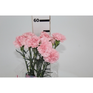 CRAVO NAHEMA 050 CM