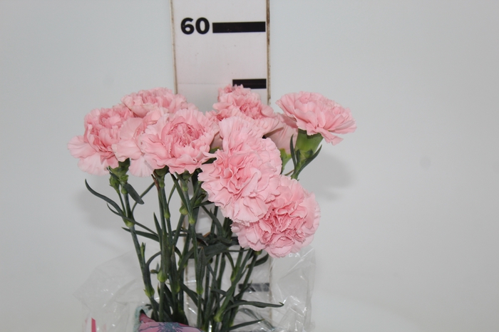 <h4>CRAVO NAHEMA 050 CM</h4>