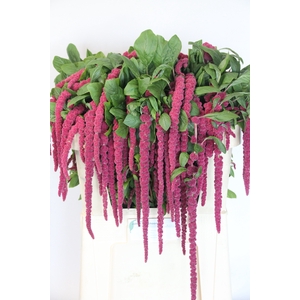 AMAR CA RED CORD