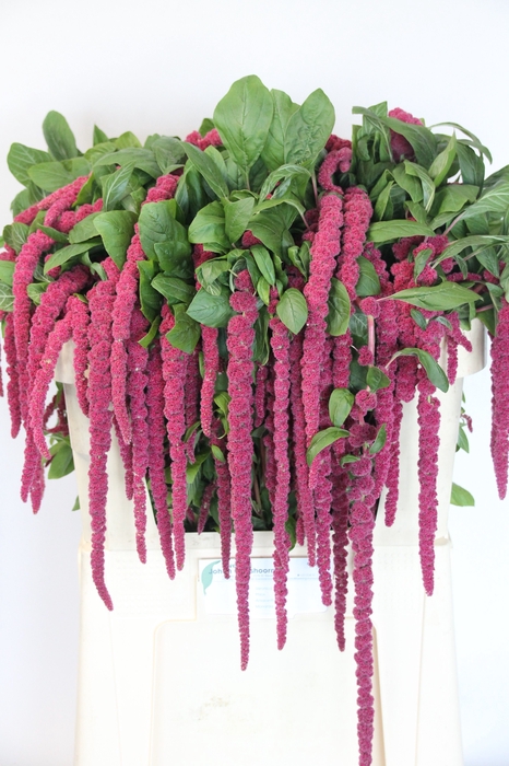 <h4>AMAR CA RED CORD</h4>