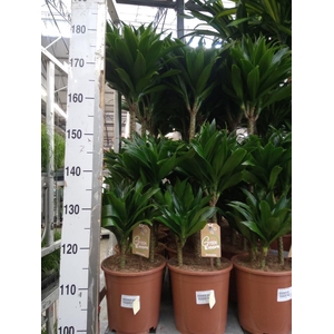 Dracaena frag. 'Compacta'