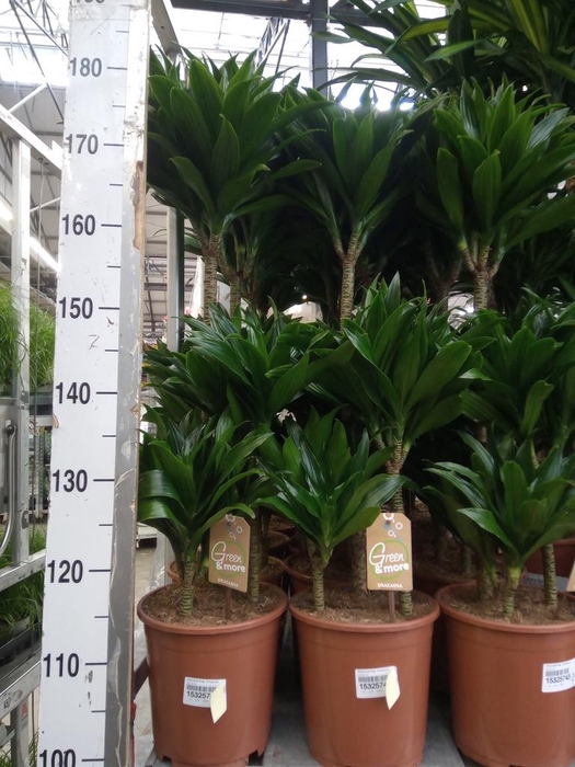 <h4>Dracaena frag. 'Compacta'</h4>