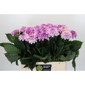 Dahlia Sweet Suprise