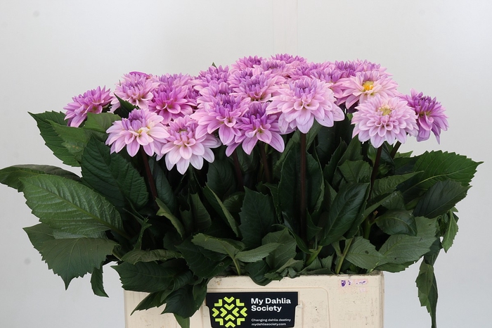 <h4>Dahlia Sweet Suprise</h4>
