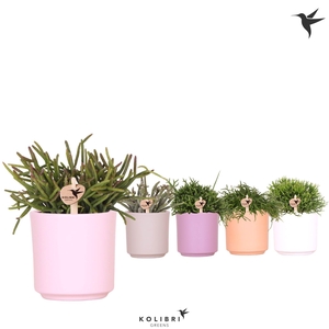 Kolibri Greens Rhipsalis mix in Simplicity pot mix