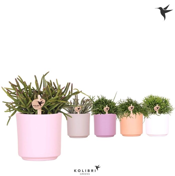 <h4>Kolibri Greens Rhipsalis mix in Simplicity pot mix</h4>