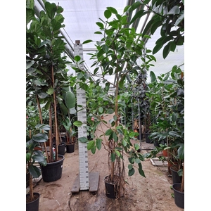 Ficus Altissima vertakt 350