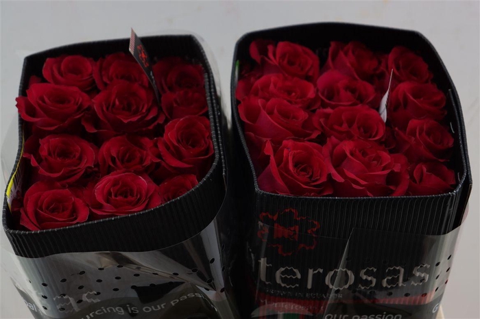 <h4>R Gr French Kiss</h4>