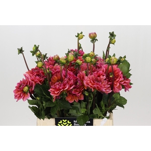 Dahlia Salmon Runner