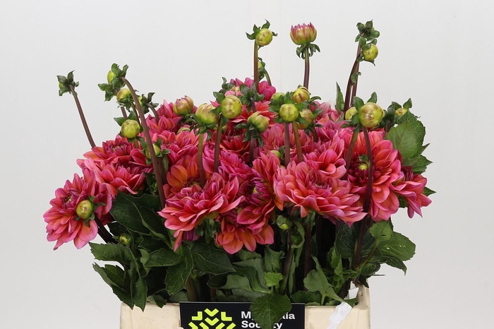 <h4>Dahlia Salmon Runner</h4>