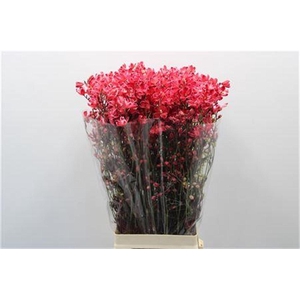 Delph En M Sil White Red Dyed