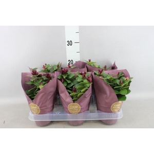 Aeschynanthus  'Flearly Mona Lisa'