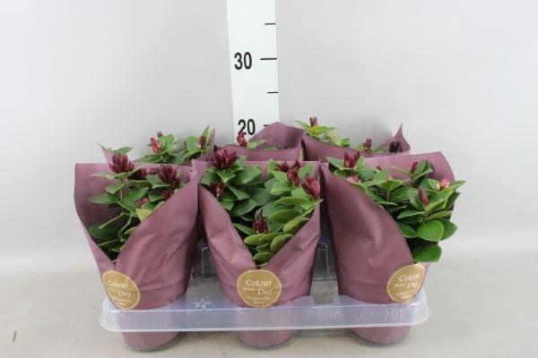 <h4>Aeschynanthus  'Flearly Mona Lisa'</h4>