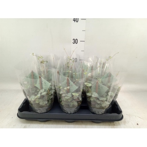 Ceropegia woodii ssp. woodii