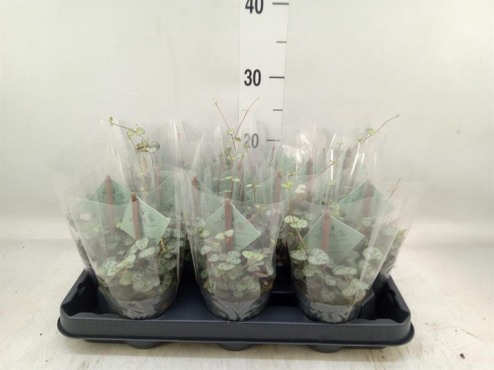 <h4>Ceropegia woodii ssp. woodii</h4>