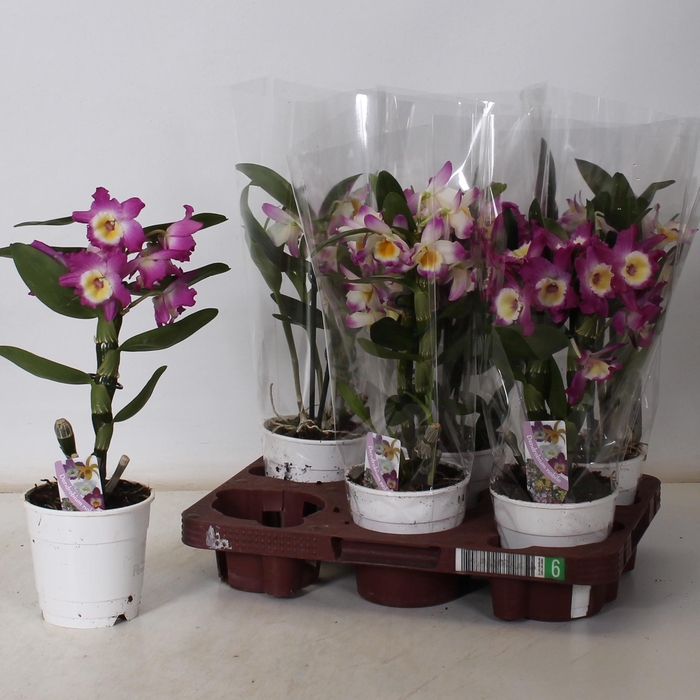 <h4>DEND NOBILE</h4>