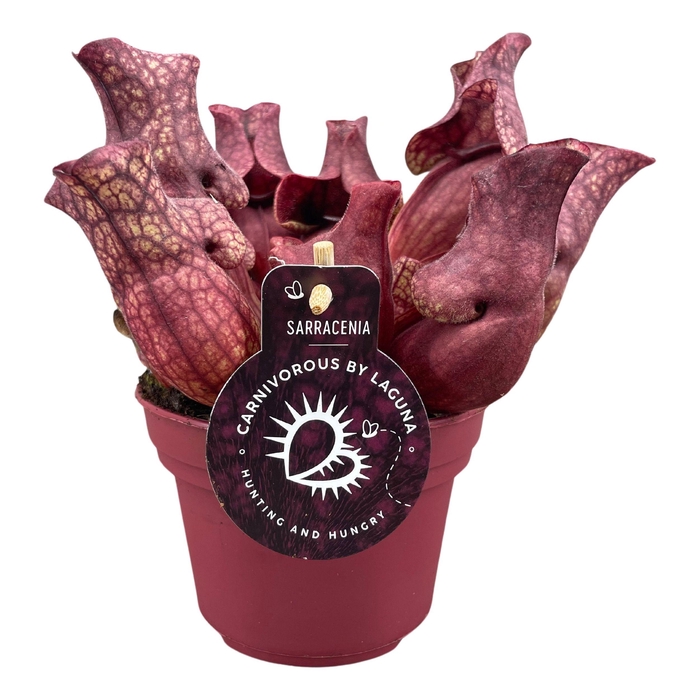 <h4>Sarracenia Venosa Red 12 cm</h4>
