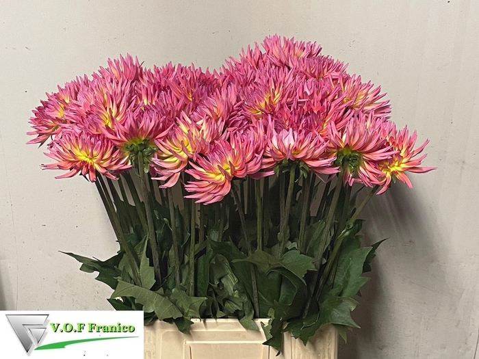 <h4>Dahlia Karma Sangria VOF Franico</h4>