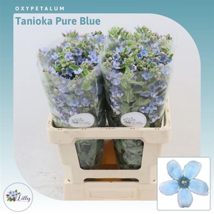 Oxypetalum Tanioka Pure Blue